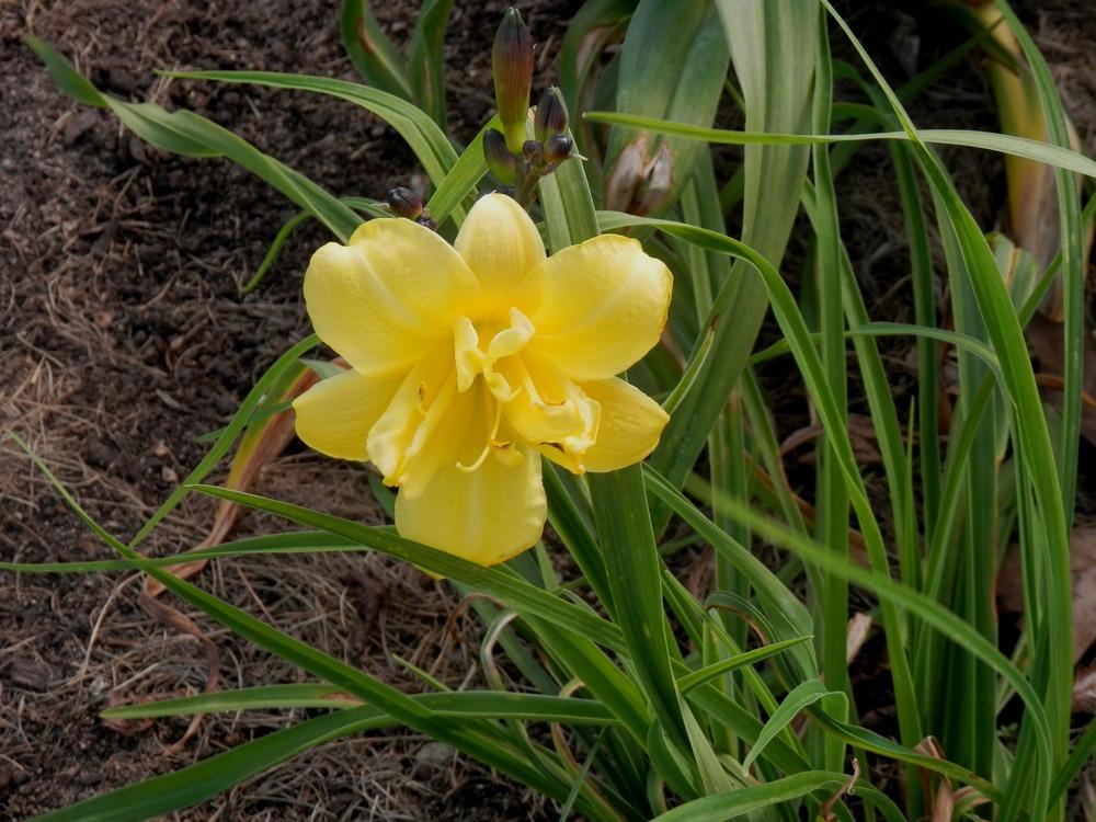 Photo of Daylily (Hemerocallis 'Yellow Bouquet') uploaded by farawayfarmer
