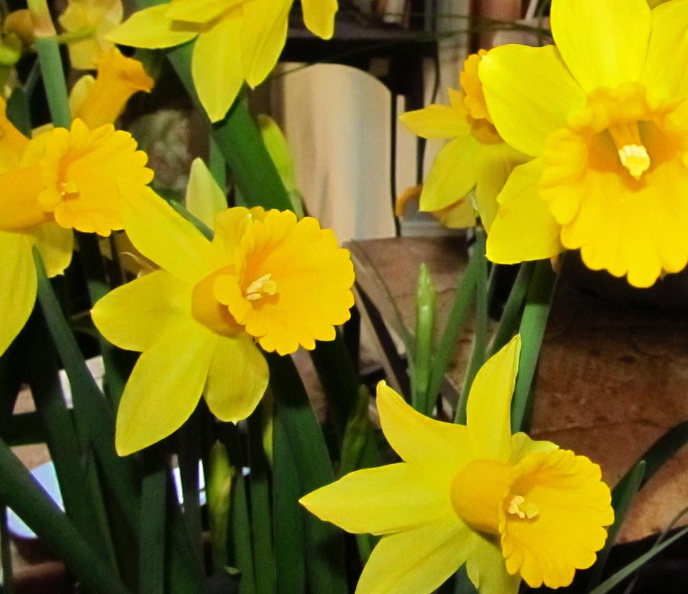 Photo of Cyclamineus Daffodil (Narcissus 'Tweety Bird') uploaded by jmorth