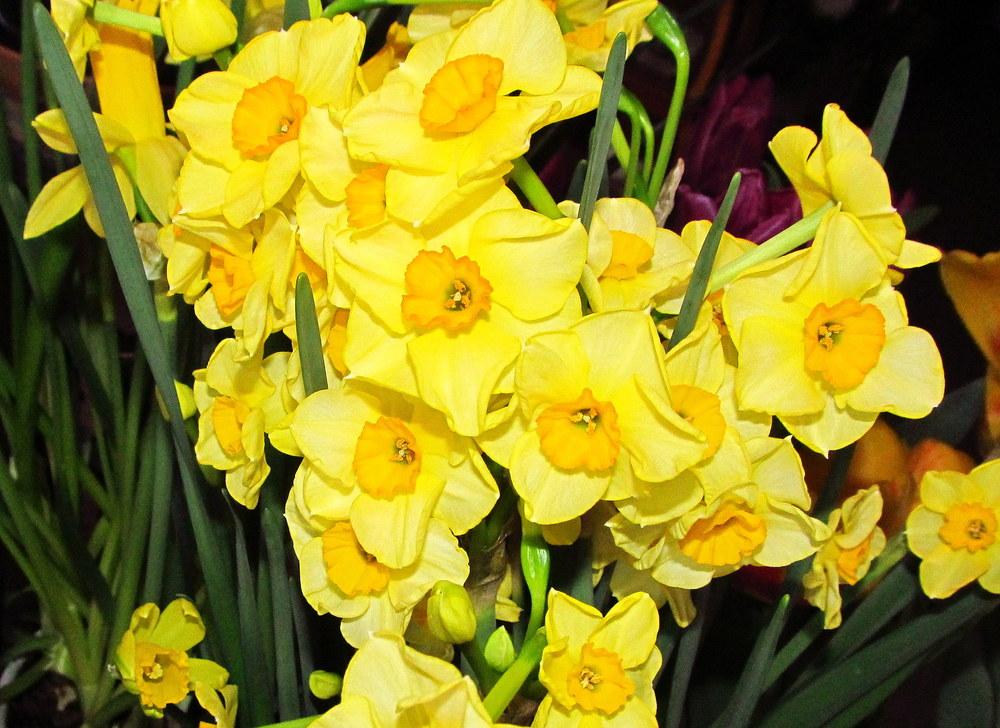 of the stamens, filaments and pistils of Tazetta Daffodil Narcissus 