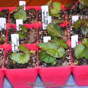 Begonia Santa Cruz seedlings