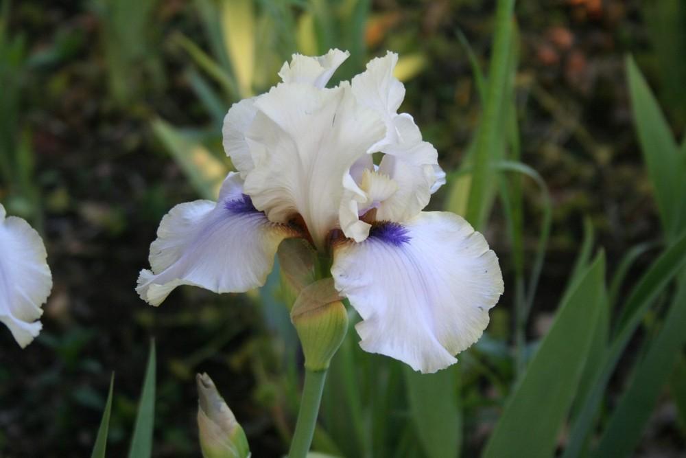 Photo of Tall Bearded Iris (Iris 'Caveman') uploaded by KentPfeiffer