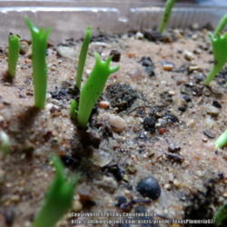 Location: Plano, TX
Date: 2014-03-17
Seedlings are nearly 2 weeks old