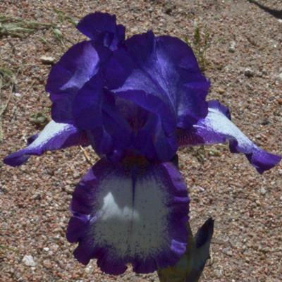 Photo of Tall Bearded Iris (Iris 'Funtastic') uploaded by brettbarney73