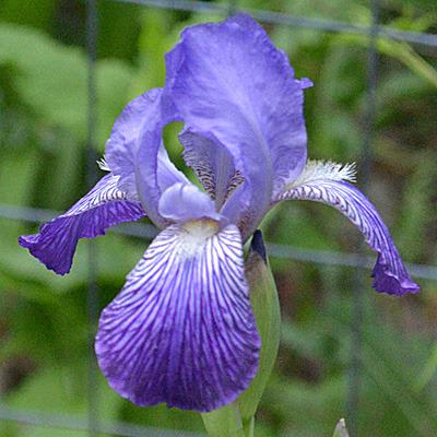 Photo of Tall Bearded Iris (Iris 'Faustine') uploaded by brettbarney73