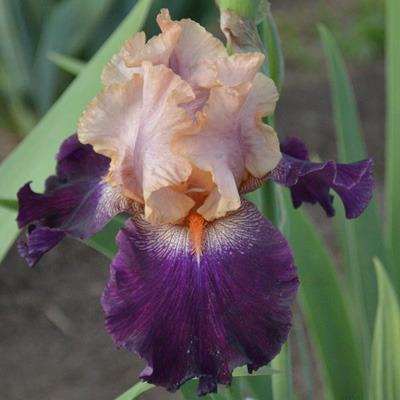 Photo of Tall Bearded Iris (Iris 'Fancy Lover') uploaded by brettbarney73