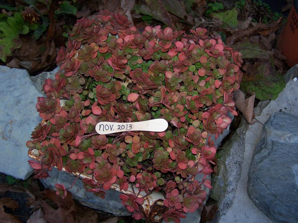 Photo of Chinese Stonecrop (Sedum tetractinum 'Coral Reef') uploaded by chickhill