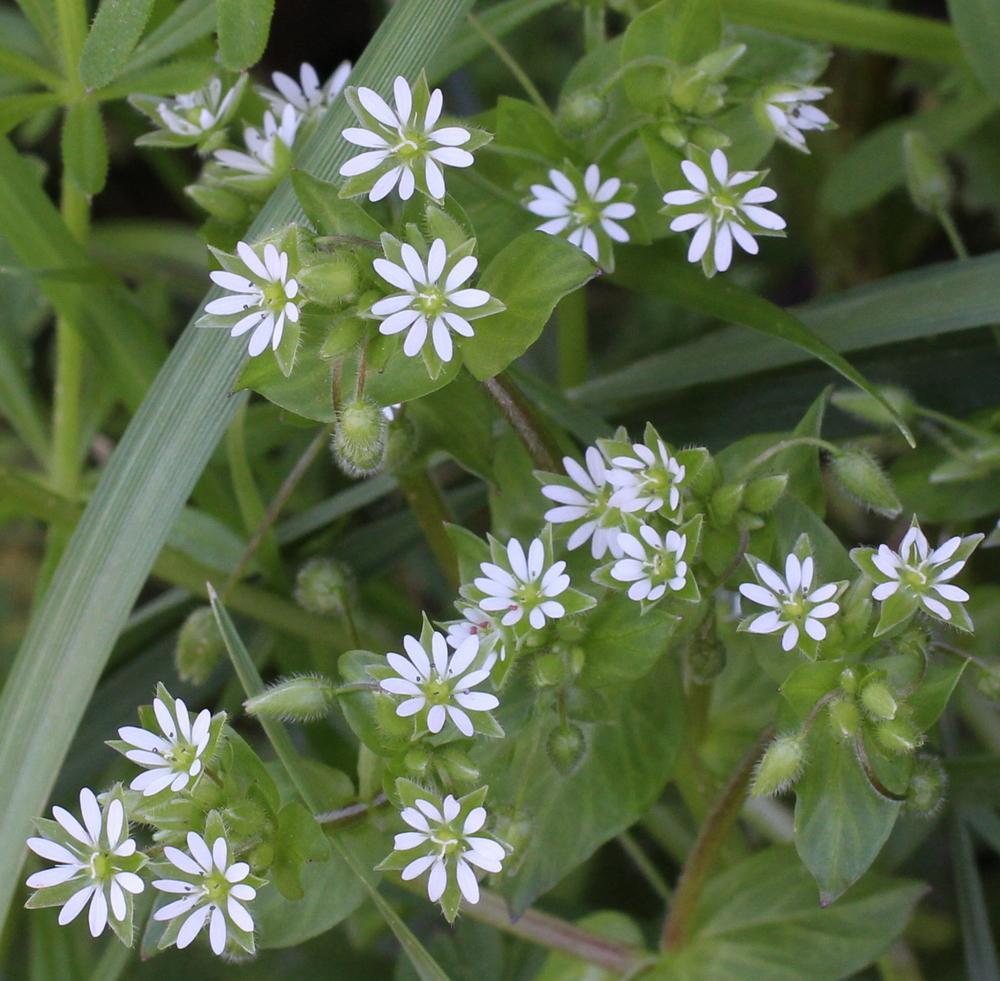 Photo of Chickweed (Stellaria media) uploaded by dave