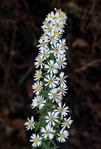 Photo of Calico Aster (Symphyotrichum lateriflorum) uploaded by robertduval14