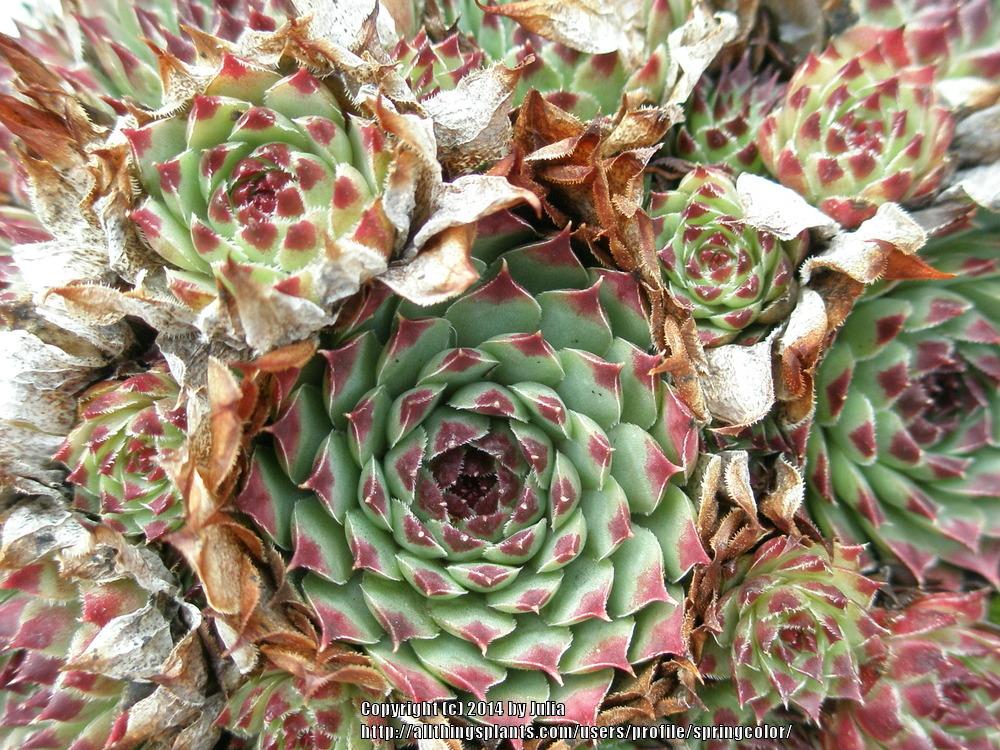 Photo of Hen and Chicks (Sempervivum 'Fire Dragon') uploaded by springcolor