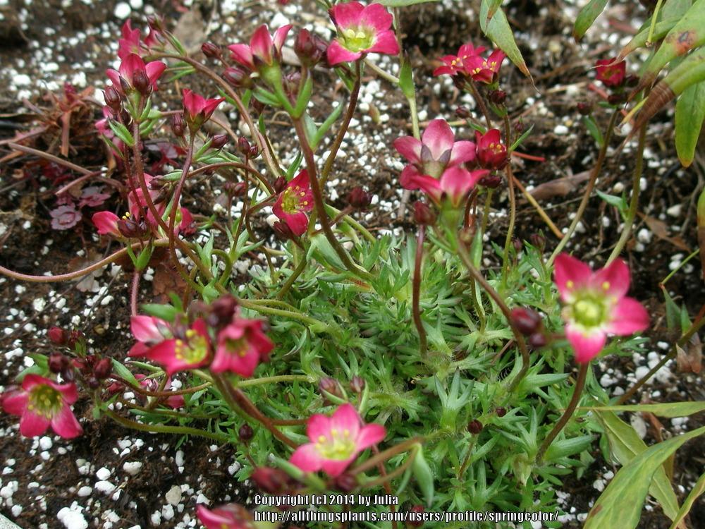 Photo of Mossy Rockfoil (Saxifraga Touran™ Scarlet) uploaded by springcolor