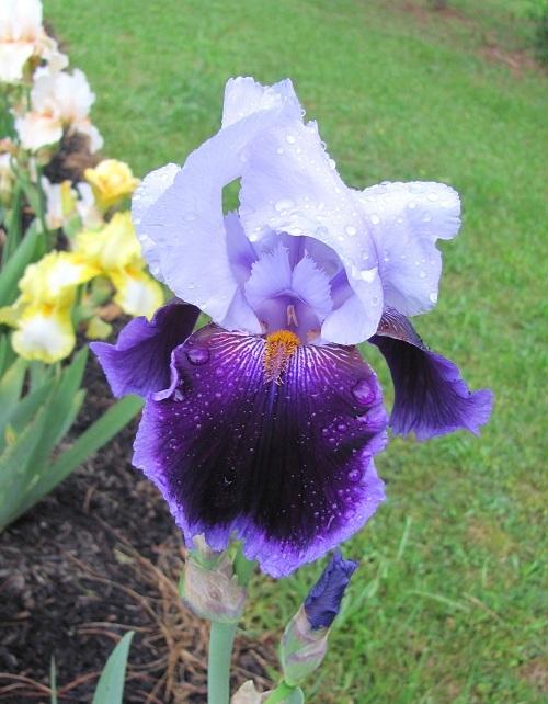 Photo of Tall Bearded Iris (Iris 'Cool Controversy') uploaded by starwoman