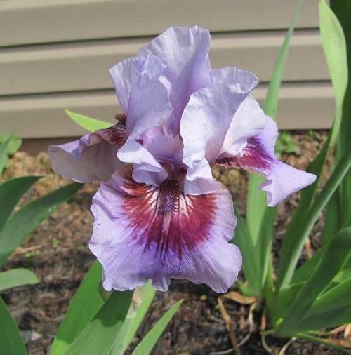 Photo of Border Bearded Iris (Iris 'Lyrique') uploaded by starwoman