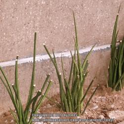 Location: Mom-in-law's garden - Pasig City, Philippines
Date: 2014-03-18
Pretty Sansevieria cylindrica