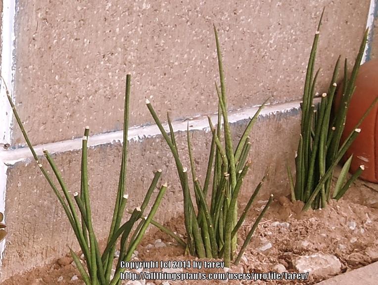 Photo of Snake Plant (Dracaena angolensis) uploaded by tarev