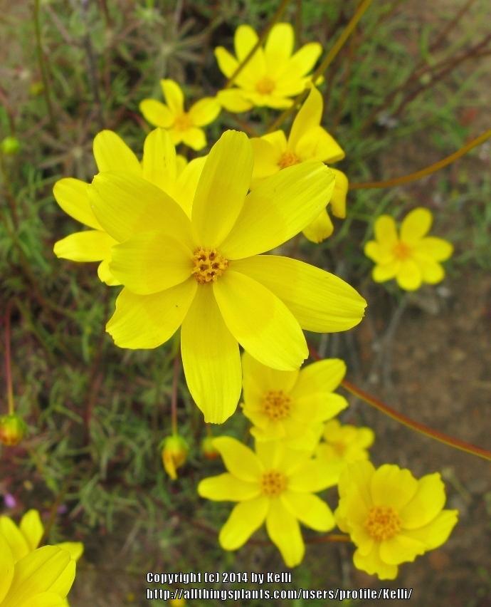 Photo of Annual Coreopsis (Coreopsis bigelowii) uploaded by Kelli