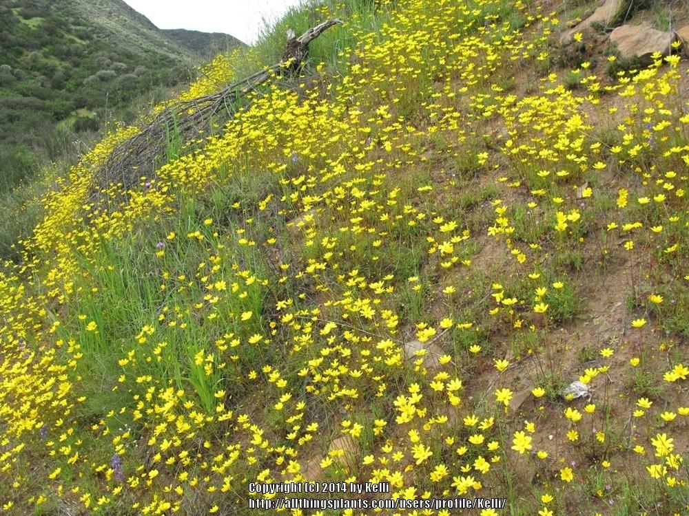 Photo of Annual Coreopsis (Coreopsis bigelowii) uploaded by Kelli