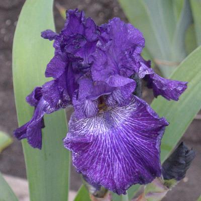 Photo of Tall Bearded Iris (Iris 'Legend of Camelot') uploaded by brettbarney73