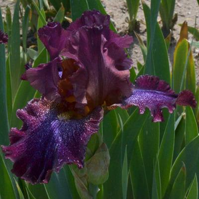 Photo of Tall Bearded Iris (Iris 'He Man') uploaded by brettbarney73