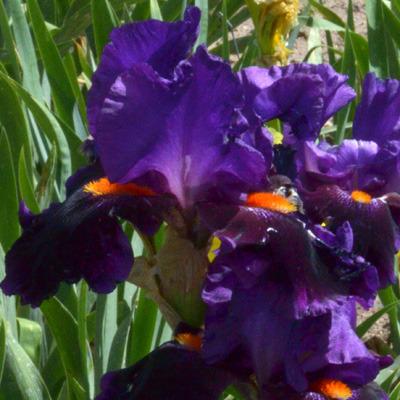 Photo of Tall Bearded Iris (Iris 'Local Color') uploaded by brettbarney73