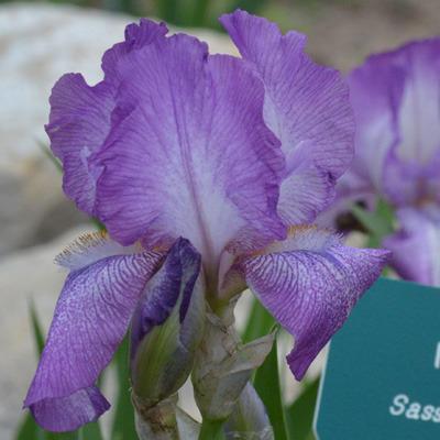 Photo of Tall Bearded Iris (Iris 'Midwest') uploaded by brettbarney73