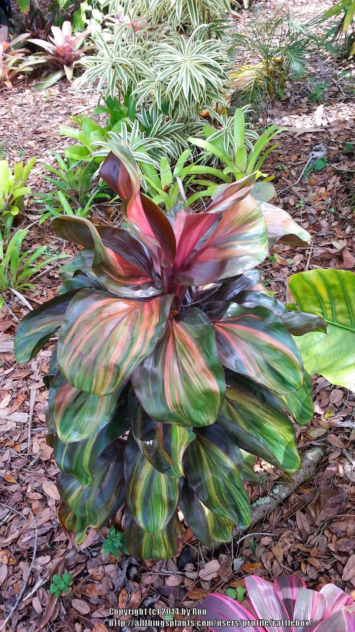 Photo of Ti Plant (Cordyline fruticosa 'Rainbow Red') uploaded by rattlebox