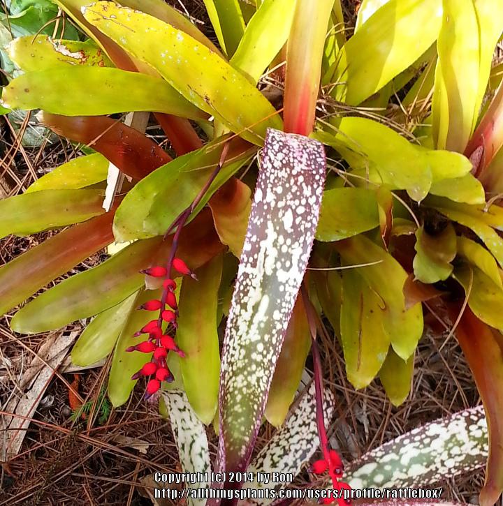 Photo of Lacquered Wine Cup (Aechmea 'Foster's Favorite') uploaded by rattlebox