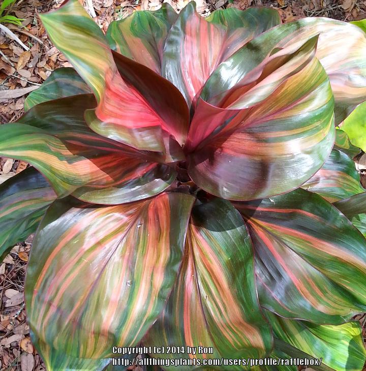 Photo of Ti Plant (Cordyline fruticosa 'Rainbow Red') uploaded by rattlebox