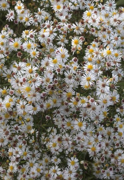 Photo of Hairy Aster (Symphyotrichum pilosum) uploaded by robertduval14