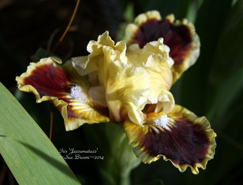 Photo of Standard Dwarf Bearded Iris (Iris 'Jazzamatazz') uploaded by Calif_Sue