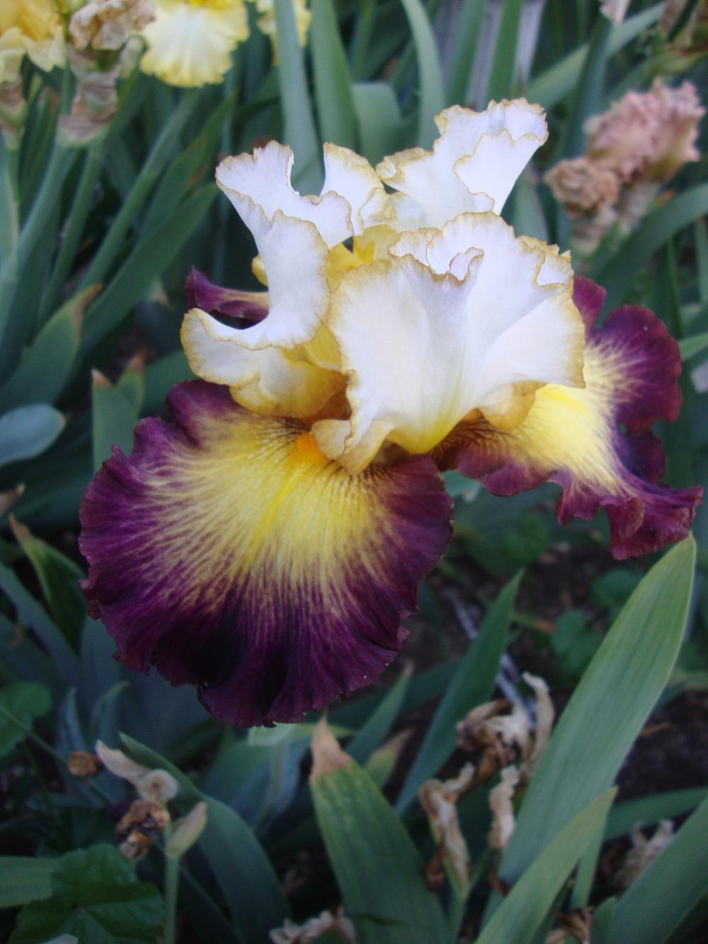 Photo of Tall Bearded Iris (Iris 'Superhero') uploaded by Paul2032