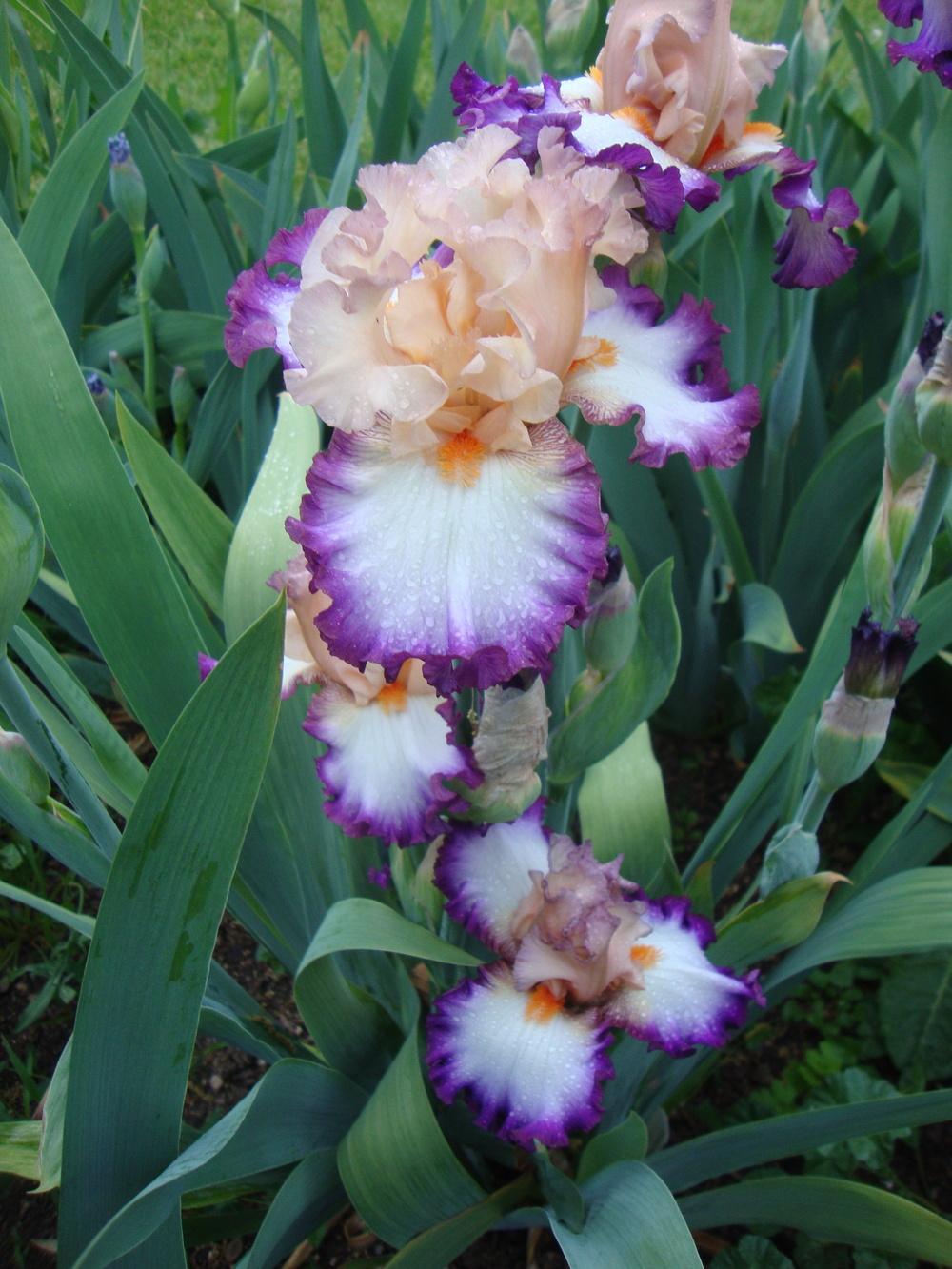 Photo of Tall Bearded Iris (Iris 'Brouhaha') uploaded by Paul2032