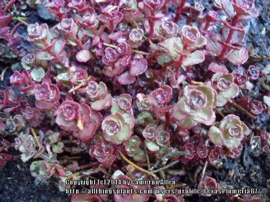 Photo of Two-Row Stonecrop (Phedimus spurius 'Schorbuser Blut') uploaded by TexasPlumeria87