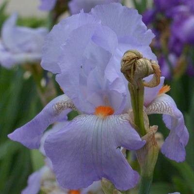 Photo of Tall Bearded Iris (Iris 'My Happiness') uploaded by brettbarney73