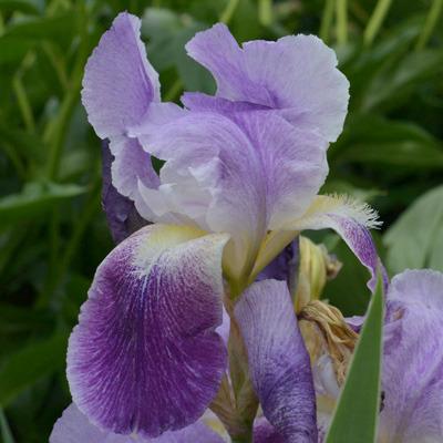 Photo of Tall Bearded Iris (Iris 'Pretty Pansy') uploaded by brettbarney73