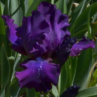 Photo of Tall Bearded Iris (Iris 'Sultry Mood') uploaded by brettbarney73