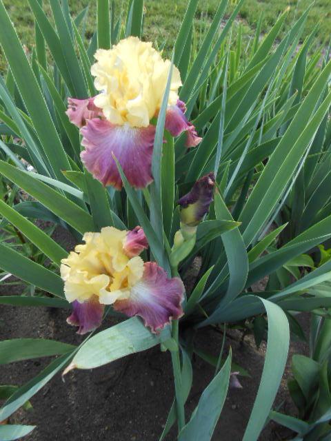 Photo of Tall Bearded Iris (Iris 'Darcy's Choice') uploaded by crowrita1
