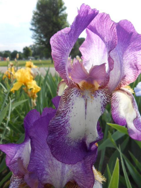 Photo of Tall Bearded Iris (Iris 'Raspberry Ribbon') uploaded by crowrita1