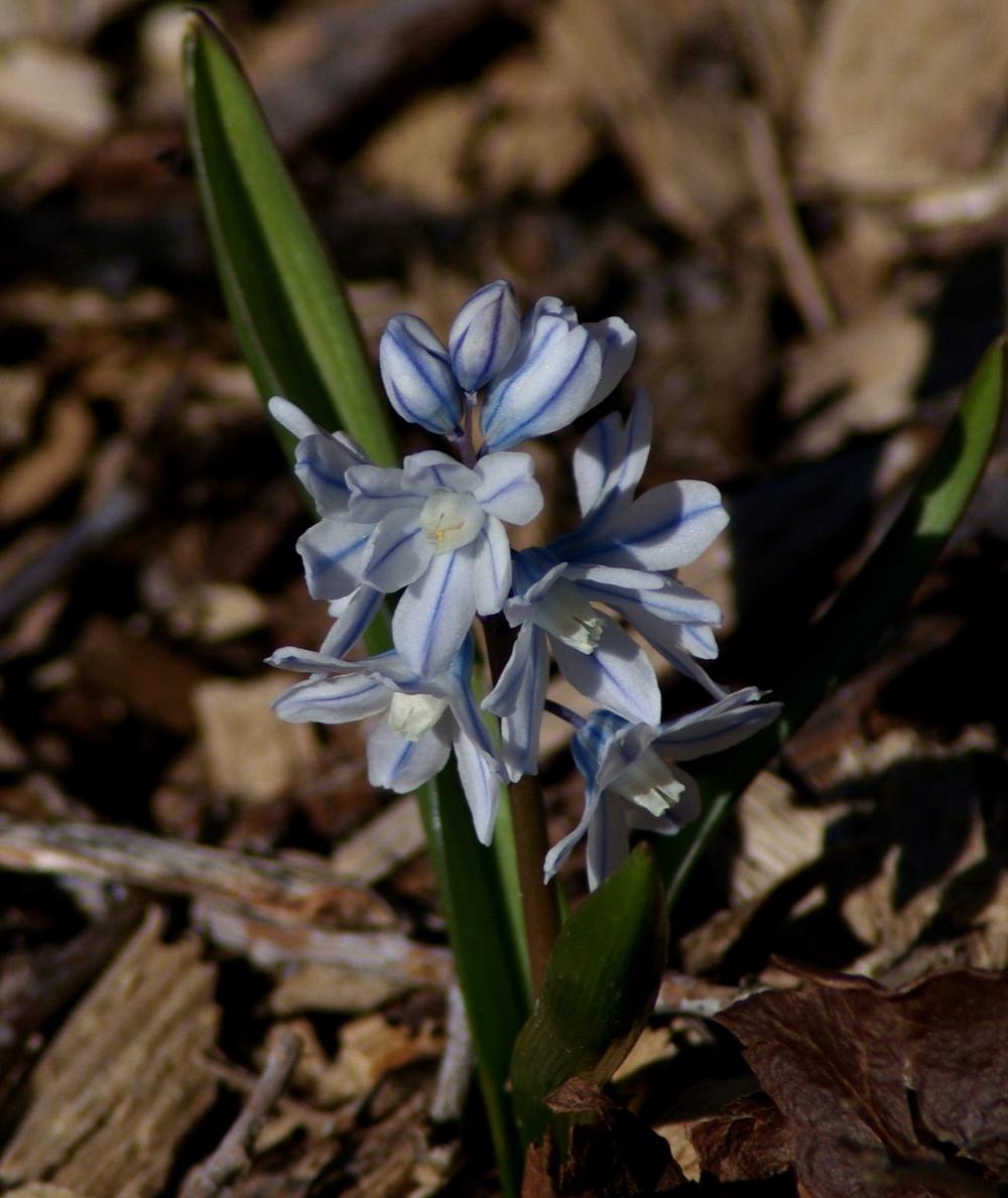 Photo of Striped Squill (Puschkinia scilloides) uploaded by dirtdorphins