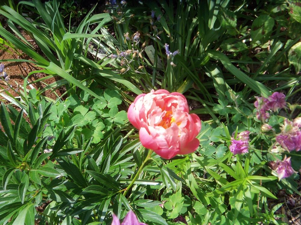 Photo of Garden Peony (Paeonia 'Coral Supreme') uploaded by obliqua