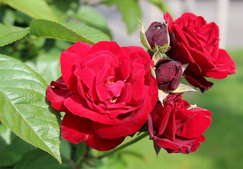 Photo of Rose (Rosa 'Europeana') uploaded by robertduval14
