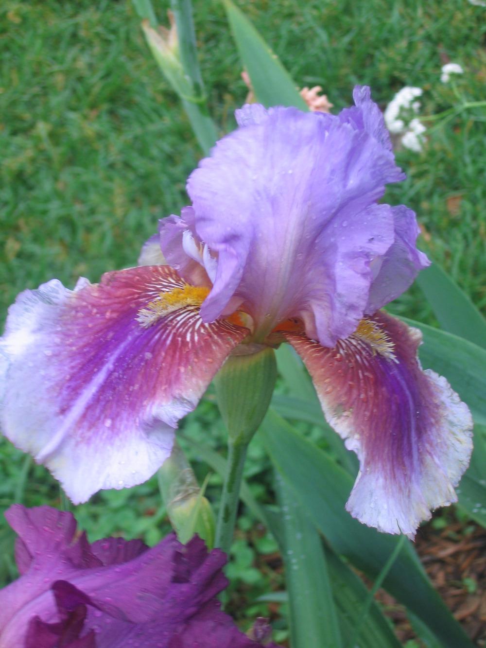 Photo of Tall Bearded Iris (Iris 'Lights Camera Action') uploaded by tveguy3