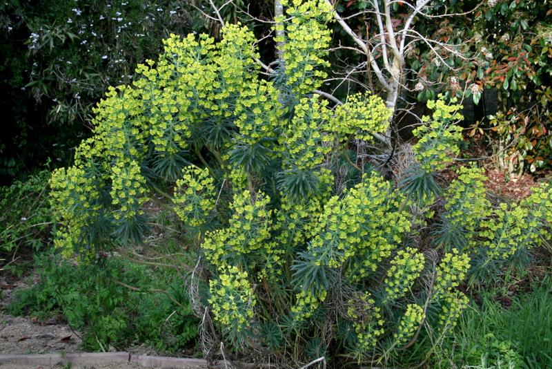 Photo of Euphorbia (Euphorbia characias subsp. wulfenii) uploaded by Calif_Sue