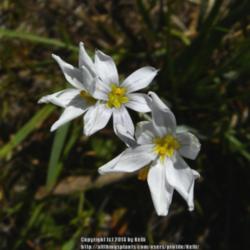 Location: Santa Monica Mountains National Recreation Area, California
Date: 2007-04-10
Rare white-flowered specimen