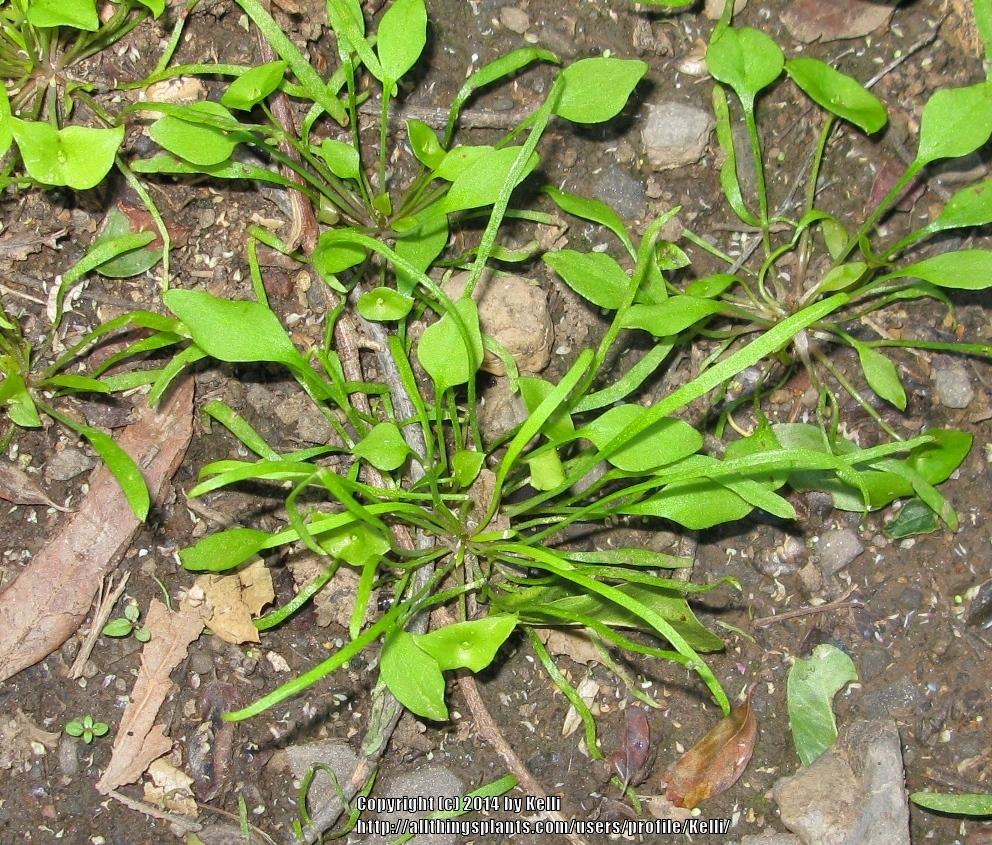 Photo of Miner's Lettuce (Claytonia perfoliata) uploaded by Kelli