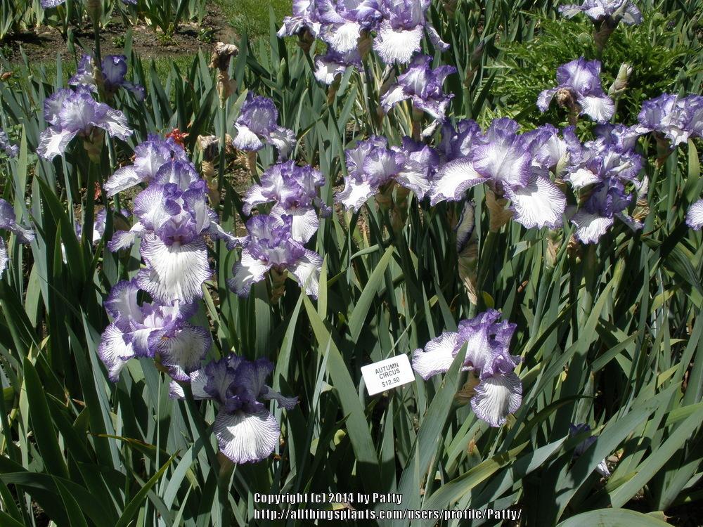 Photo of Tall Bearded Iris (Iris 'Autumn Circus') uploaded by Patty