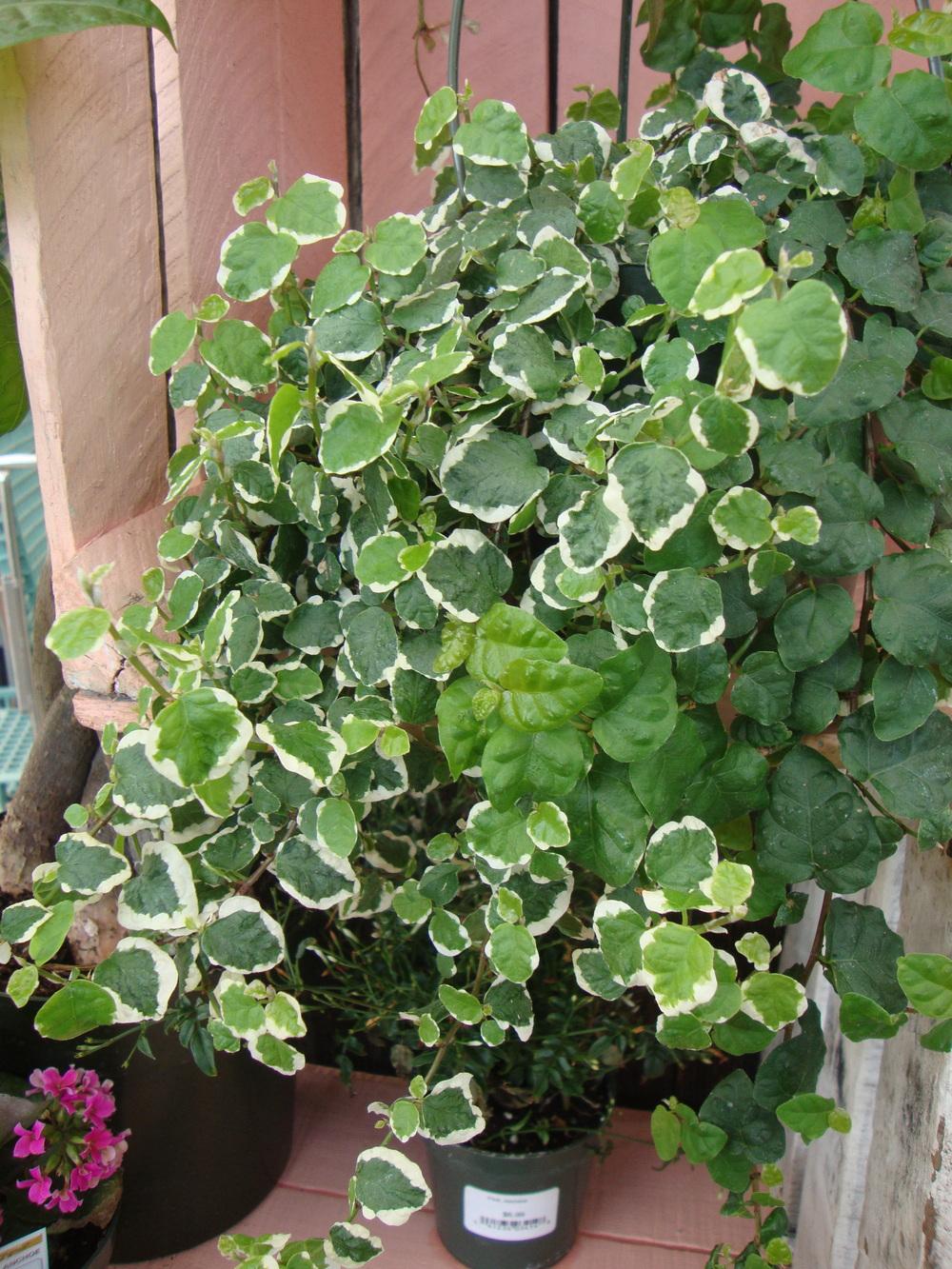 Photo of Creeping Fig (Ficus pumila 'Variegata') uploaded by Paul2032