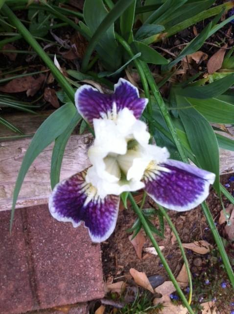 Photo of Standard Dwarf Bearded Iris (Iris 'Making Eyes') uploaded by grannysgarden