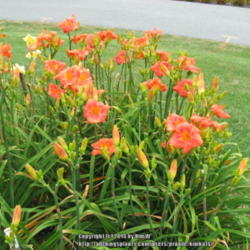Location: Garden of Jim Stauffer Lancaster, Pa
Date: 2013-07-20