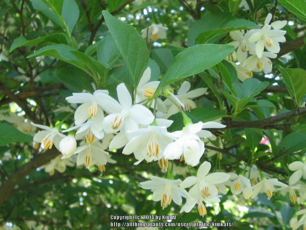 Photo of Snowbell (Styrax japonicus) uploaded by kimkats