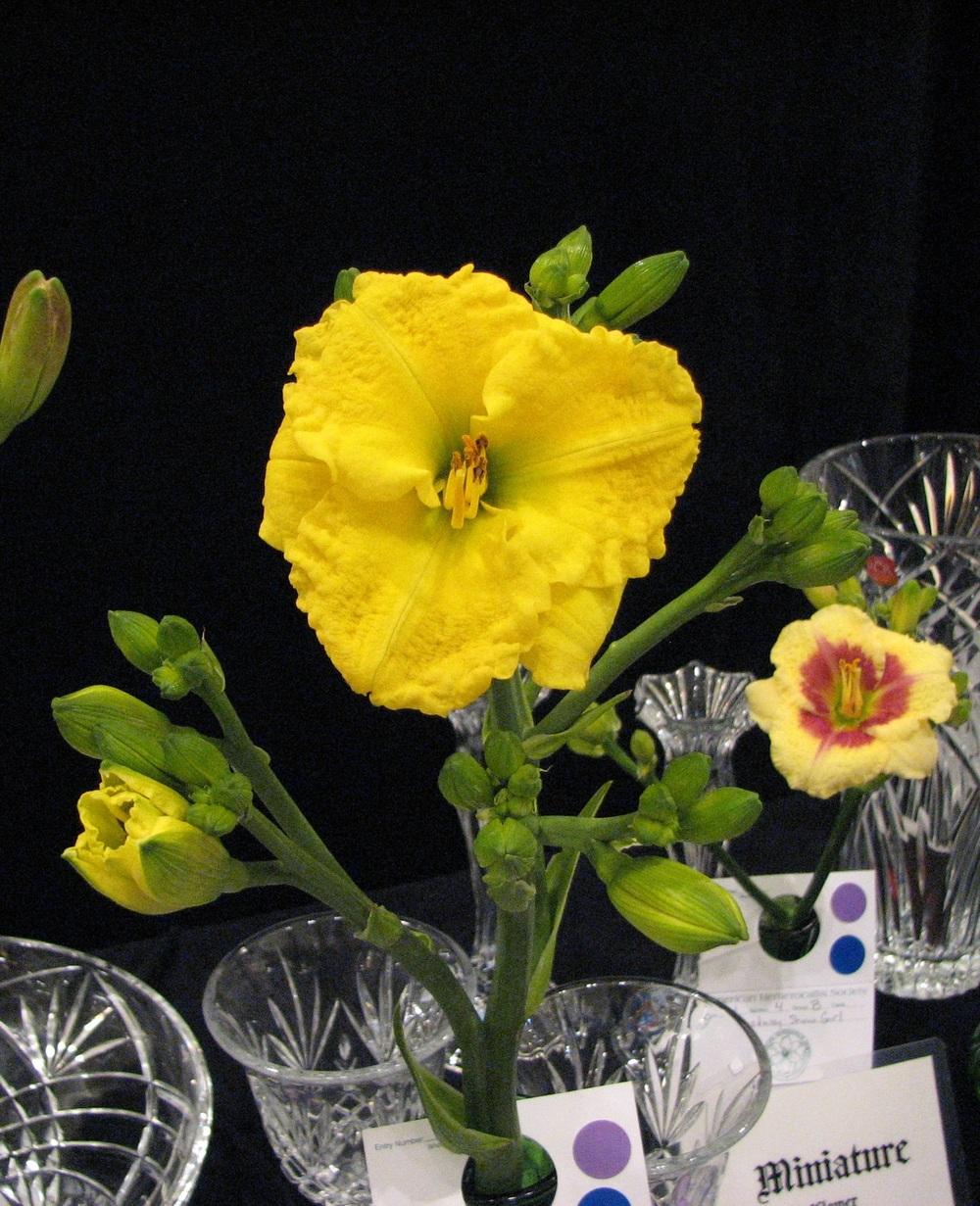 Photo of Daylily (Hemerocallis 'Just for Breakfast') uploaded by tink3472